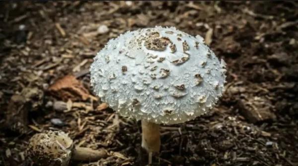 无解药！这几种“毒菇”广州最常见，千万别拿来炒菜