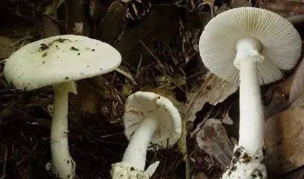无解药！这几种“毒菇”广州最常见，千万别拿来炒菜