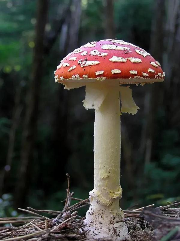 无解药！这几种“毒菇”广州最常见，千万别拿来炒菜
