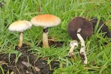 无解药！这几种“毒菇”广州最常见，千万别拿来炒菜