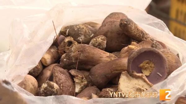 头晕、恶心，男子食用牛肝菌被“闹翻”，食用野生菌需要注意……