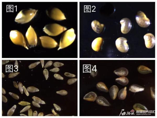 牧草种子（牧草种子有哪些品种） 第2张