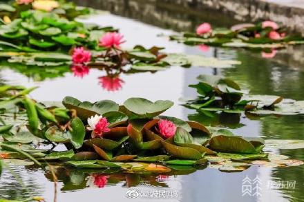 见者好运!南京双色睡莲一半如火一半似雪 见者好运!南京双色睡莲一半如火一半似雪