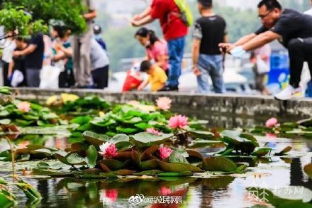 见者好运!南京双色睡莲一半如火一半似雪 见者好运!南京双色睡莲一半如火一半似雪
