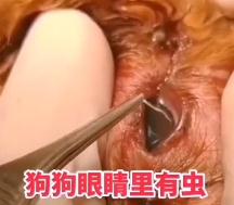 眼睛里惊现4条活虫，当心！