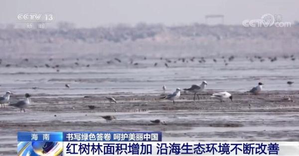 书写绿色答卷 呵护美丽中国 | 海南红树林面积逐年增加 沿海生态环境不断改善