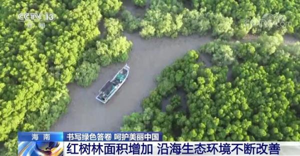 书写绿色答卷 呵护美丽中国 | 海南红树林面积逐年增加 沿海生态环境不断改善
