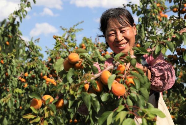 河北顺平：发展林果业山坡披绿农民增收