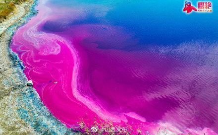 盐湖部分水域变色成“玫瑰湖”