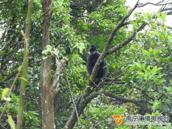 大明山发现一级濒危动物黑叶猴，全球仅存2000只左右