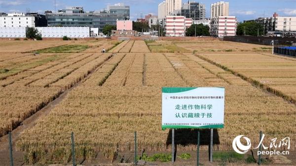 组图：北京三环“最贵麦田”收获在望