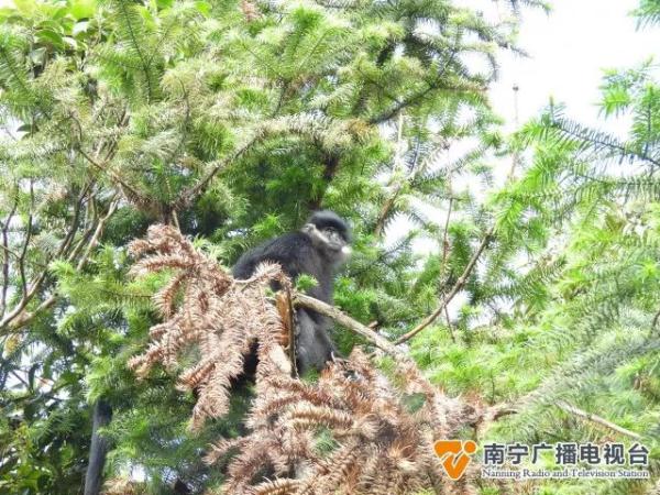 大明山发现一级濒危动物黑叶猴，全球仅存2000只左右
