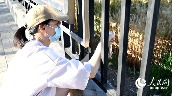 组图：北京三环“最贵麦田”收获在望
