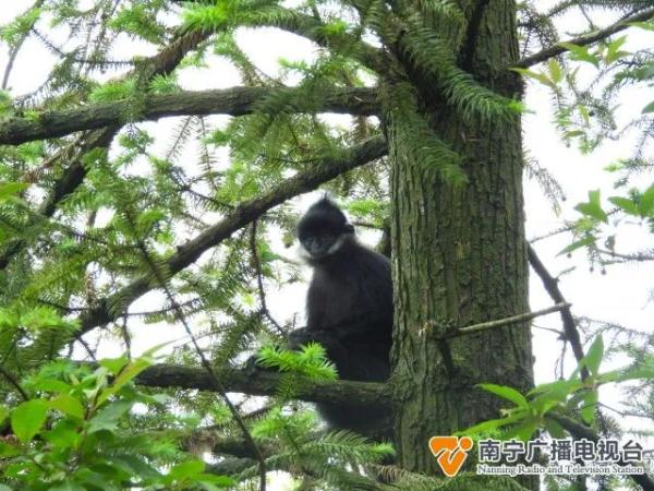 大明山发现一级濒危动物黑叶猴，全球仅存2000只左右