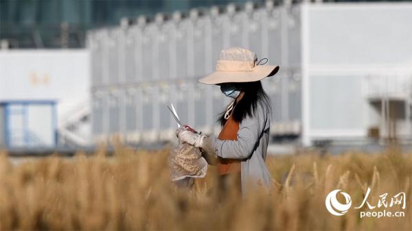 组图：北京三环“最贵麦田”收获在望