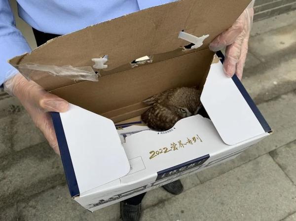 鸟妈妈孩子丢了，于是找去派出所…