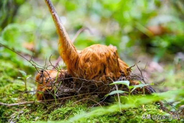 金线兰、“金毛狗”……这些国家保护野生植物,私自采摘犯法! 金线兰、“金毛狗”……这些国家保护野生植物,私自采摘犯法!