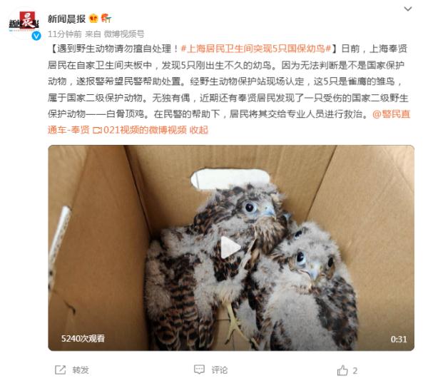 遇到野生动物请勿擅自处理！上海居民卫生间突现5只国家保护动物