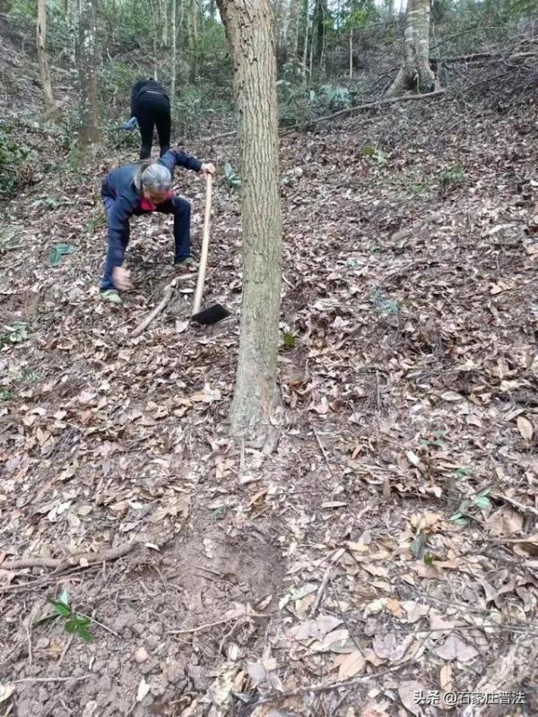 金线兰、“金毛狗”……这些国家保护野生植物,私自采摘犯法! 金线兰、“金毛狗”……这些国家保护野生植物,私自采摘犯法!