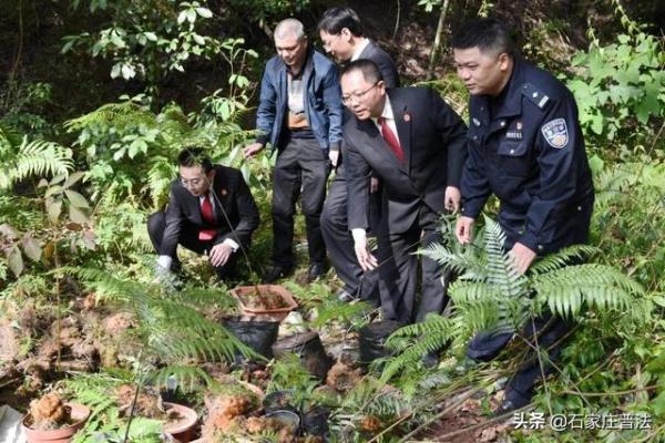 金线兰、“金毛狗”……这些国家保护野生植物,私自采摘犯法! 金线兰、“金毛狗”……这些国家保护野生植物,私自采摘犯法!
