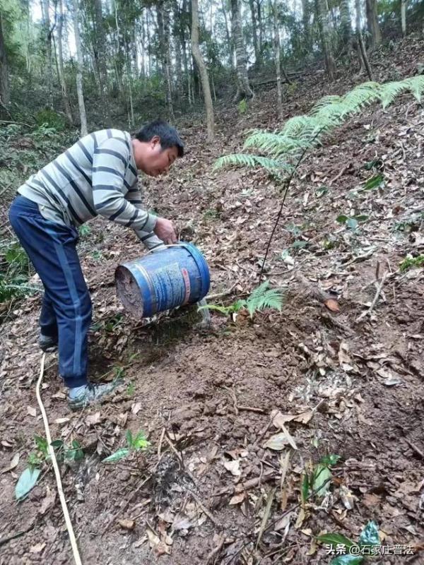 金线兰、“金毛狗”……这些国家保护野生植物,私自采摘犯法! 金线兰、“金毛狗”……这些国家保护野生植物,私自采摘犯法!