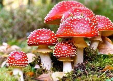 最新版!川渝野生毒蘑菇图鉴 最新版!川渝野生毒蘑菇图鉴