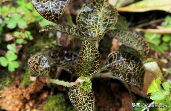 金线兰、“金毛狗”……这些国家保护野生植物,私自采摘犯法! 金线兰、“金毛狗”……这些国家保护野生植物,私自采摘犯法!