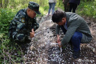 东北虎完达山1号近日频现穆棱林区