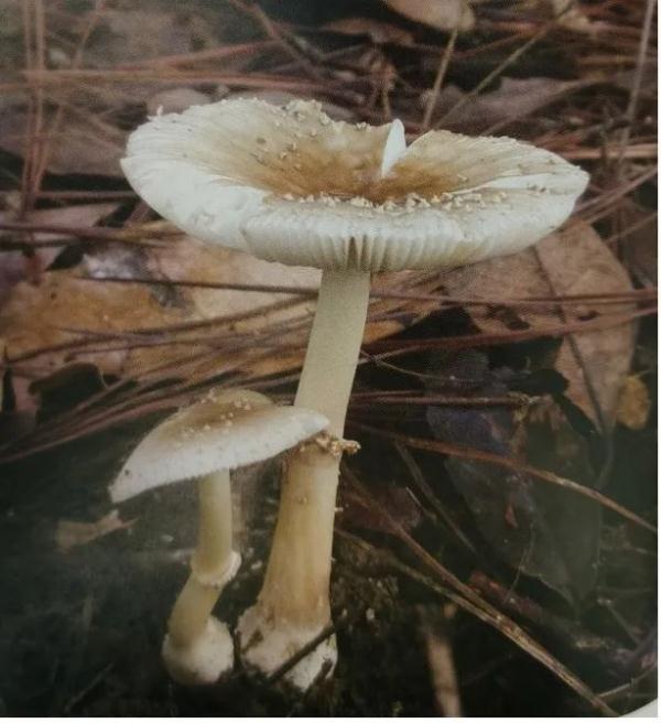 又到一年吃菌季，这些常见毒菌你认识吗？