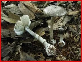 又到一年吃菌季，这些常见毒菌你认识吗？