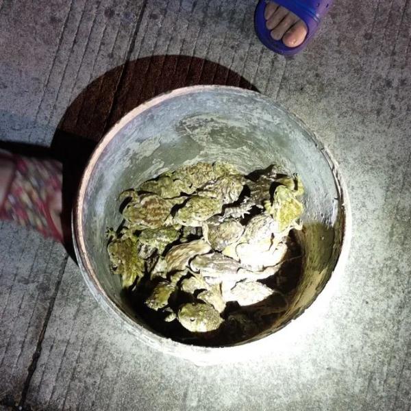 别拿“癞蛤蟆”不当保护动物！