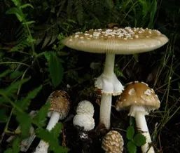 又到一年吃菌季，这些常见毒菌你认识吗？