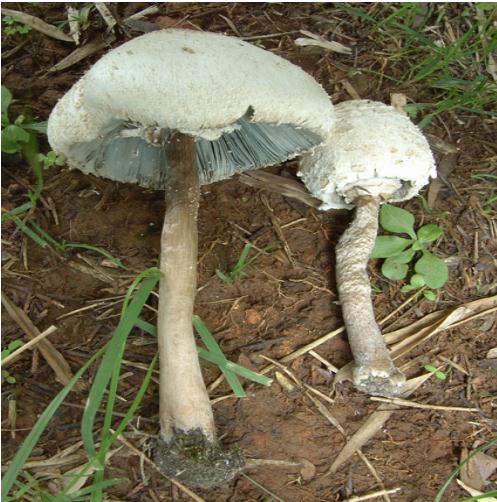 又到一年吃菌季，这些常见毒菌你认识吗？