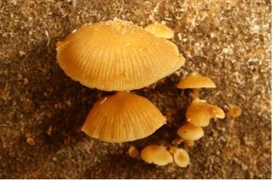 又到一年吃菌季，这些常见毒菌你认识吗？