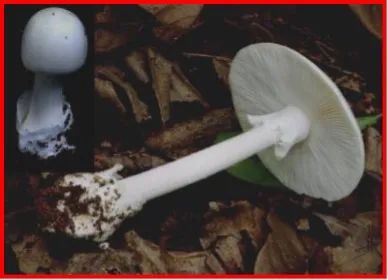 又到一年吃菌季，这些常见毒菌你认识吗？