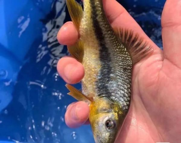 杭州一男子吃鱼进了医院，原来问题出在这