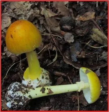 又到一年吃菌季，这些常见毒菌你认识吗？
