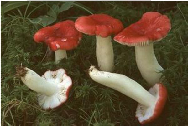 又到一年吃菌季，这些常见毒菌你认识吗？