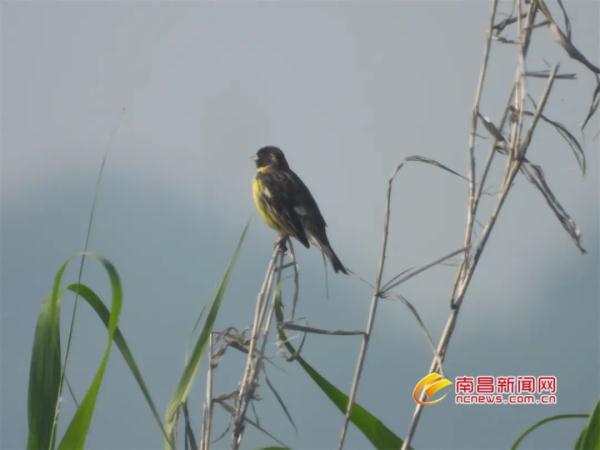拍到了！这个极度濒危物种，罕见现身江西