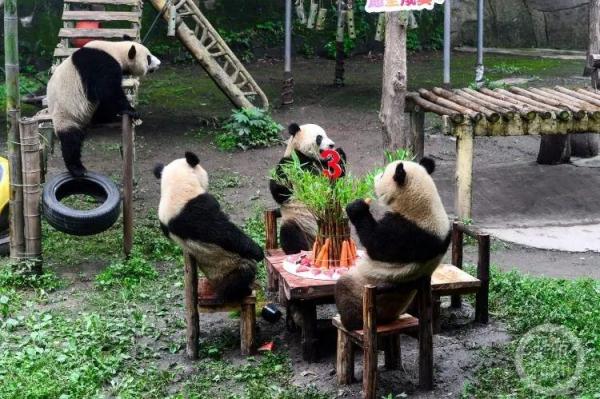 组团卖萌，重庆动物园六只“滚滚”集体过生日