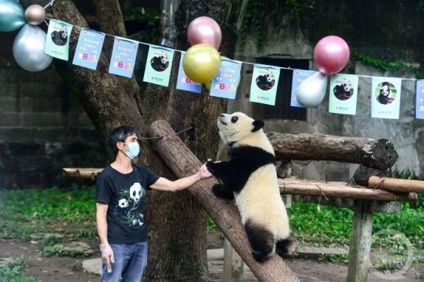 组团卖萌，重庆动物园六只“滚滚”集体过生日