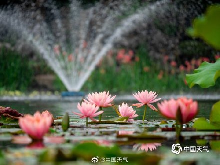四川南充北湖睡莲盛开 千娇百媚入画来 四川南充北湖睡莲盛开 千娇百媚入画来