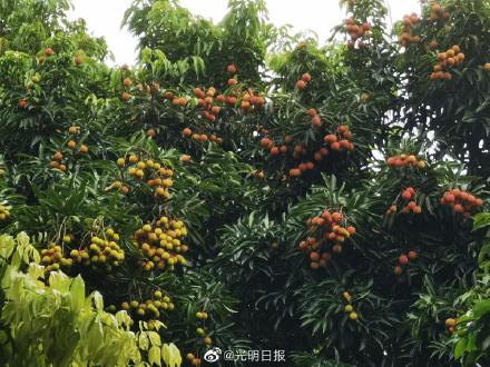 深圳大学荔枝熟了