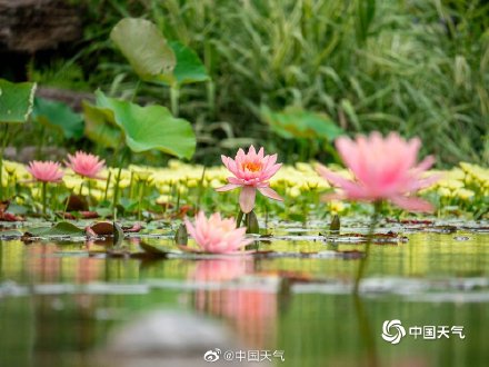 四川南充北湖睡莲盛开 千娇百媚入画来 四川南充北湖睡莲盛开 千娇百媚入画来
