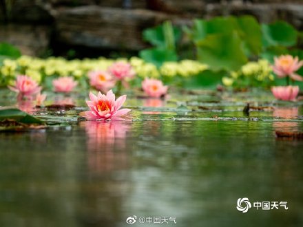 四川南充北湖睡莲盛开 千娇百媚入画来 四川南充北湖睡莲盛开 千娇百媚入画来