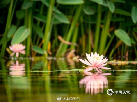 四川南充北湖睡莲盛开 千娇百媚入画来 四川南充北湖睡莲盛开 千娇百媚入画来