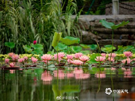 四川南充北湖睡莲盛开 千娇百媚入画来 四川南充北湖睡莲盛开 千娇百媚入画来