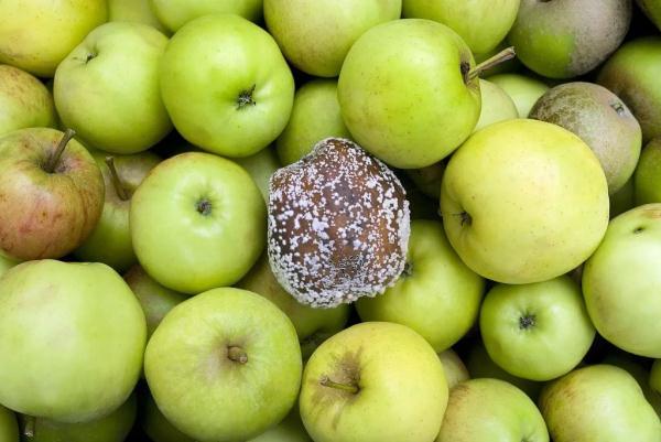 又到水果旺季,注意!这样的水果,千万别吃…… 又到水果旺季,注意!这样的水果,千万别吃……