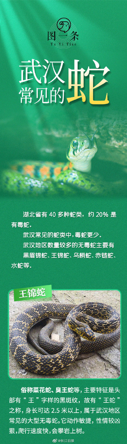 武汉常见的无毒蛇 武汉常见的无毒蛇