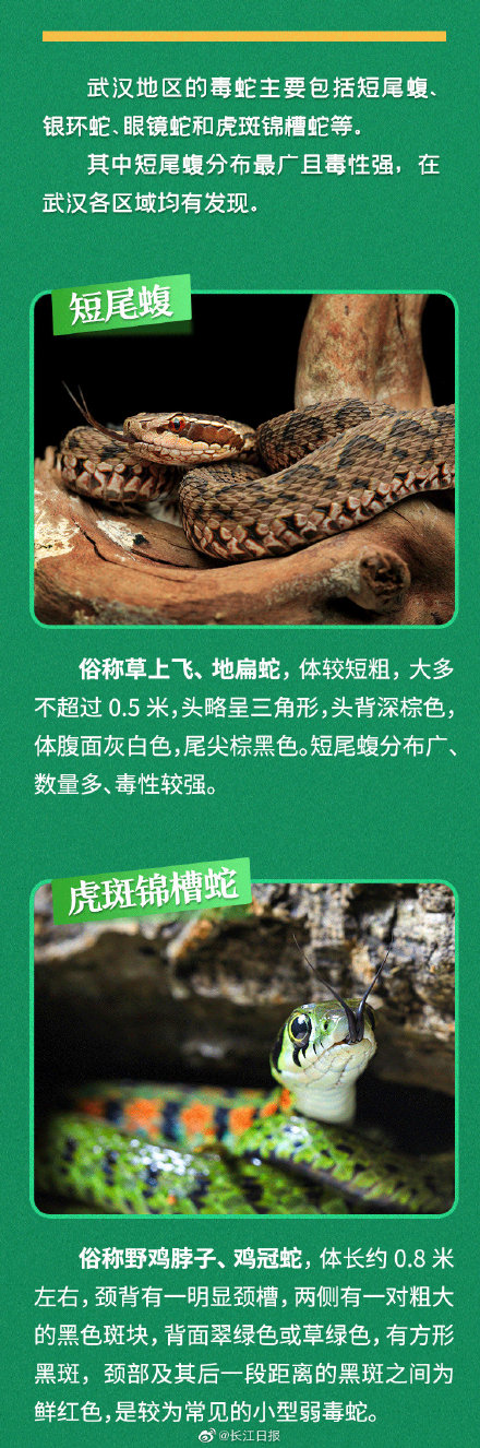 武汉常见的无毒蛇 武汉常见的无毒蛇